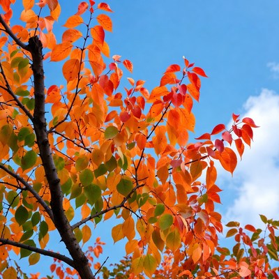 Bright autumn leaves against blue sky
