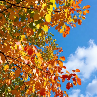 Fall leaves in bright sunlight