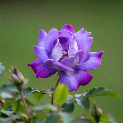 Purple rose blooming in garden