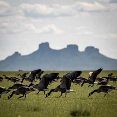 Birds flying in open field near mountains
