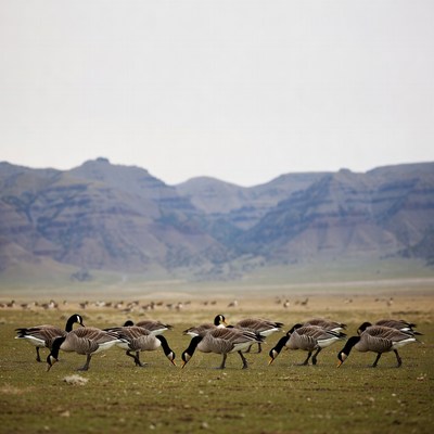 Geese walking on grassland near mountains