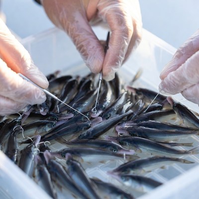Fishing process with small fish in a container