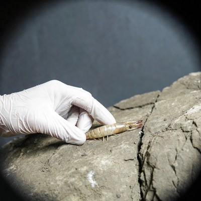 Hand holding shrimp on rock surface