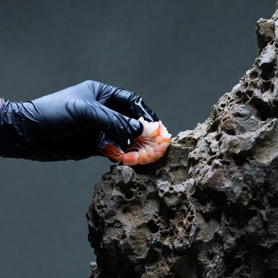 Hand holding shrimp near stone