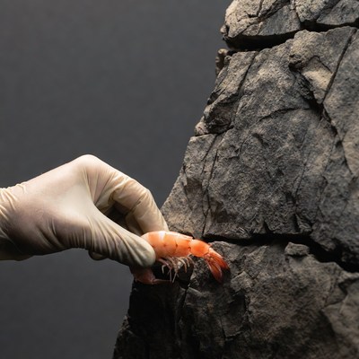Shrimp held near rock surface