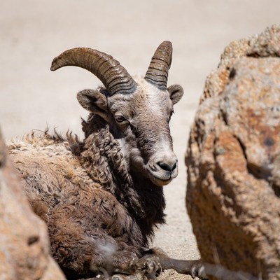Bighorn sheep resting in rocky area