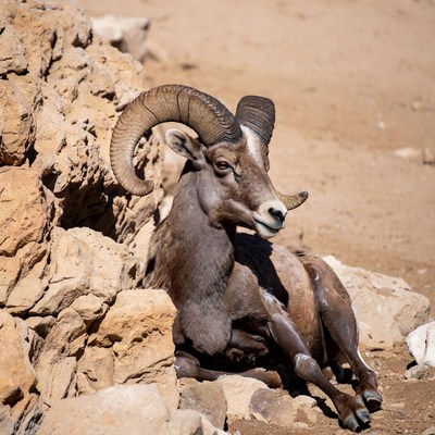 Bighorn sheep resting on rocks