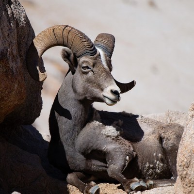 Bighorn sheep resting in rocks