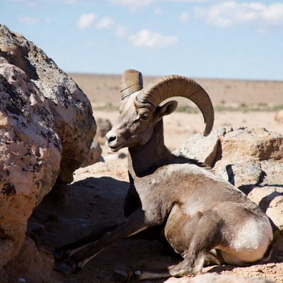 Bighorn sheep resting near rocks