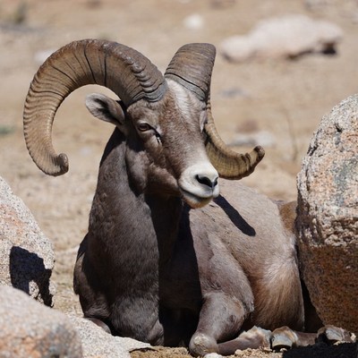 Mountain goat resting on rocks
