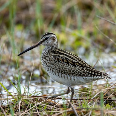 Bird standing in wet grass