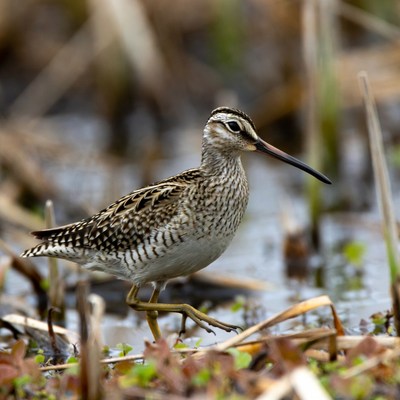 Bird walking in marshy area