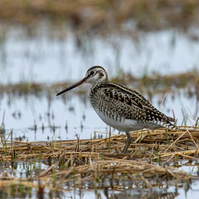 Bird foraging in wetland area