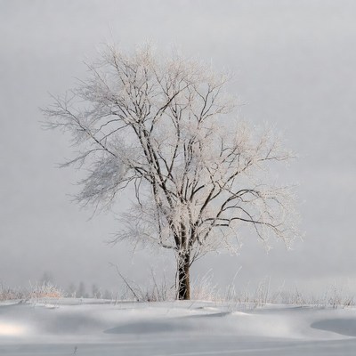Frost covers a tree in winter