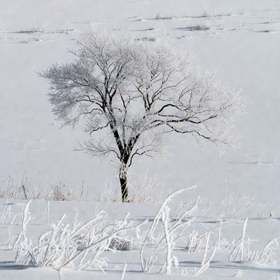 Frost-covered tree in a snowy field