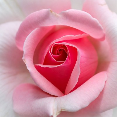 Close view of a blooming rose
