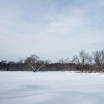 Winter landscape with snow-covered trees
