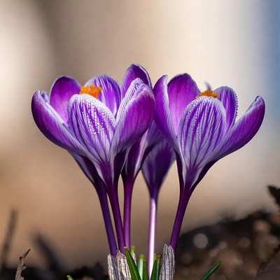 Purple flowers grow in spring sunlight