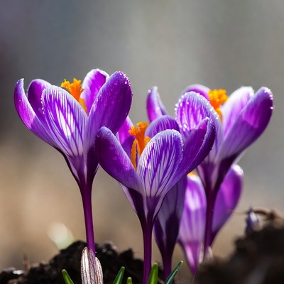 Purple crocus flowers blooming in spring