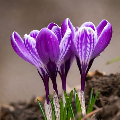 Purple flowers bloom in spring