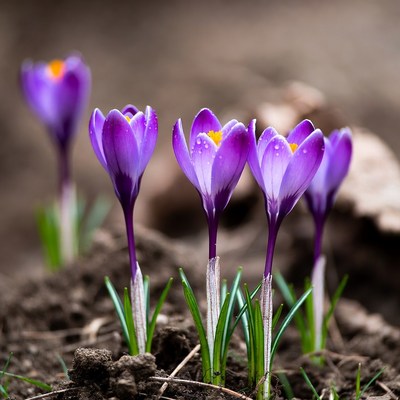 Purple flowers blooming in spring