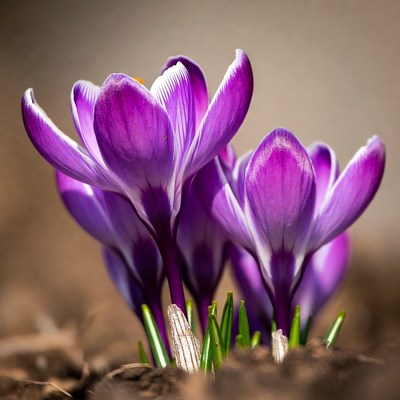 Purple flowers blooming in springtime soil