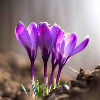 Spring flowers bloom in sunlight