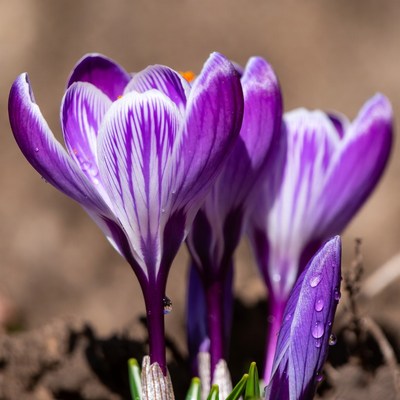 Purple crocuses bloom in spring garden