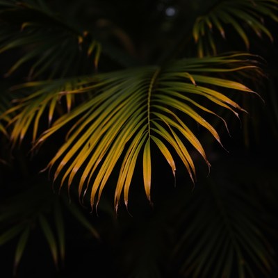 Palm leaves under low light