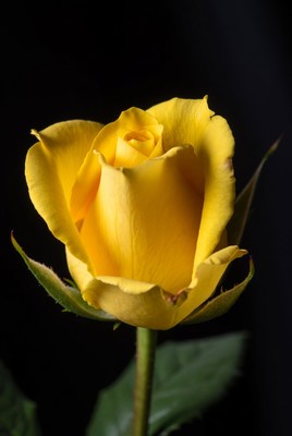 Yellow rose against black background
