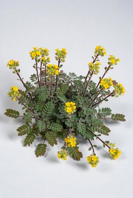 Plant with yellow flowers growing indoors