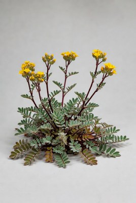 Flowering plant with yellow blooms