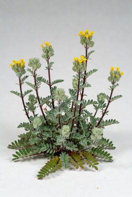 Green plant with yellow flowers in bloom