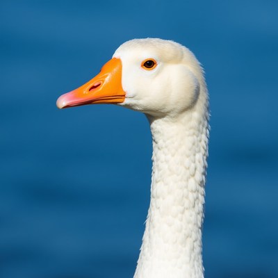 White goose by the water