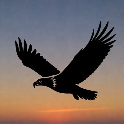 Eagle in flight over sunset sky