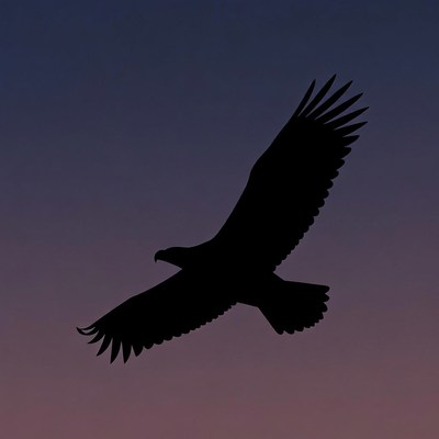 Eagle soaring at sunset sky