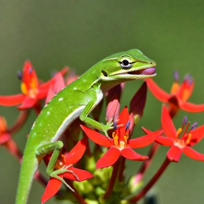 Green lizard on red flowers in nature