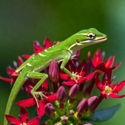 Green lizard on red flowers