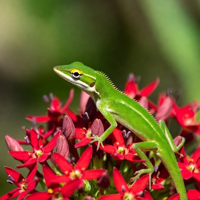 Green lizard on red flowers