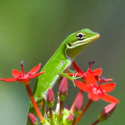 Green lizard on red flowers