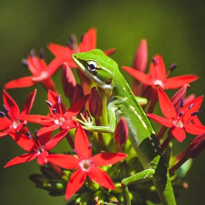 Green lizard on red flowers in garden