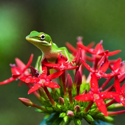 Green frog sits on red flowers