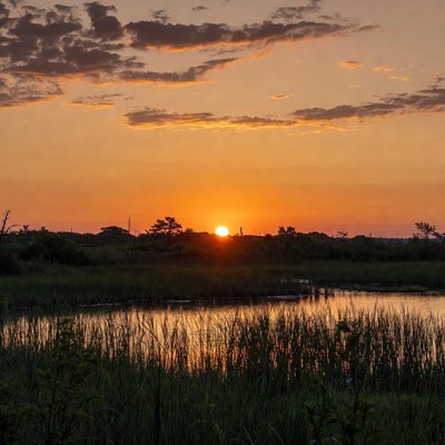 Sunset over wetland area in summer