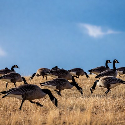 Geese grazing on grassy hill