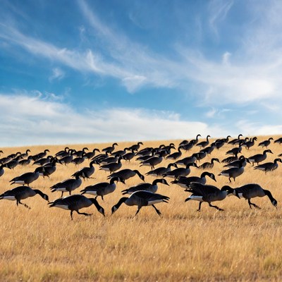 Flocks of birds in golden field