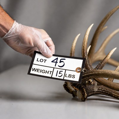 Antler display at auction event