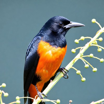 Bird perching on branch in nature