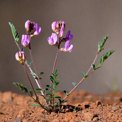 Wildflower in dry soil near rocks