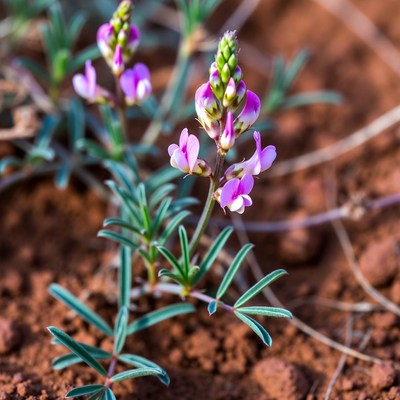 Wildflowers growing in dry soil