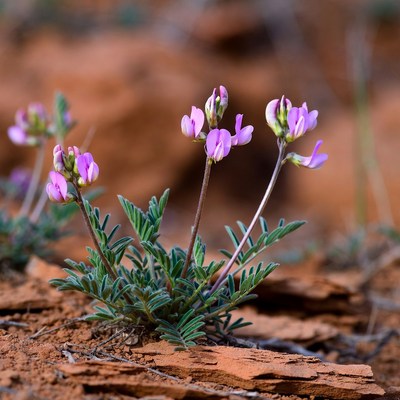 Flowers growing in dry soil